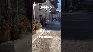 LIVIGNO Italy, Cute doggies #travel #dogs