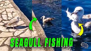 Fishing Seagull Attempts to Catch Fish