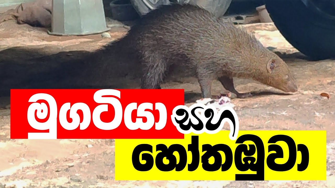 මුගටියා සහ හෝතඹුවා 