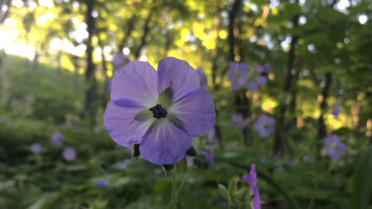 Creative Commons,free video footage (nature)