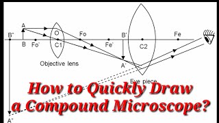 How to Quickly Draw a Compound Microscope | English