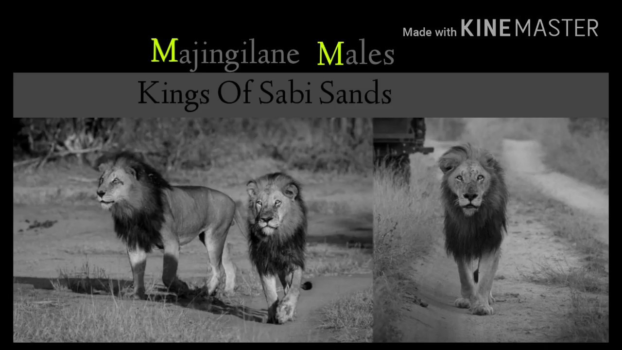 The Kings Of  Sabi Sands  Majingilane Males