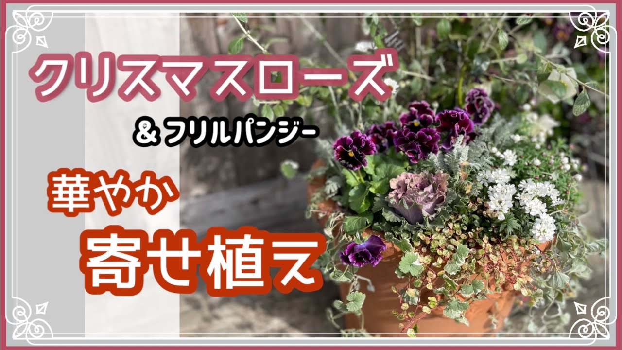 年末年始を彩る華やか寄せ植え》クリスマス～お正月～春までを豪華に 