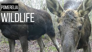 Kisses from a moose and an unwanted guest - trail camera recordings from Gdańsk city forest.