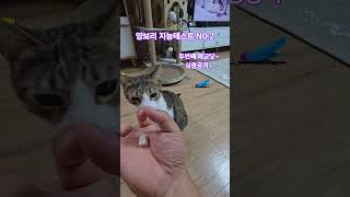 #cat #catshorts #고양이 #고양이쇼츠 #고양이지능테스트 #지능테스트 #고양이애교