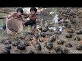 Primitive Wildlife - Find Food Meet Snail Near the River - Eating delicious