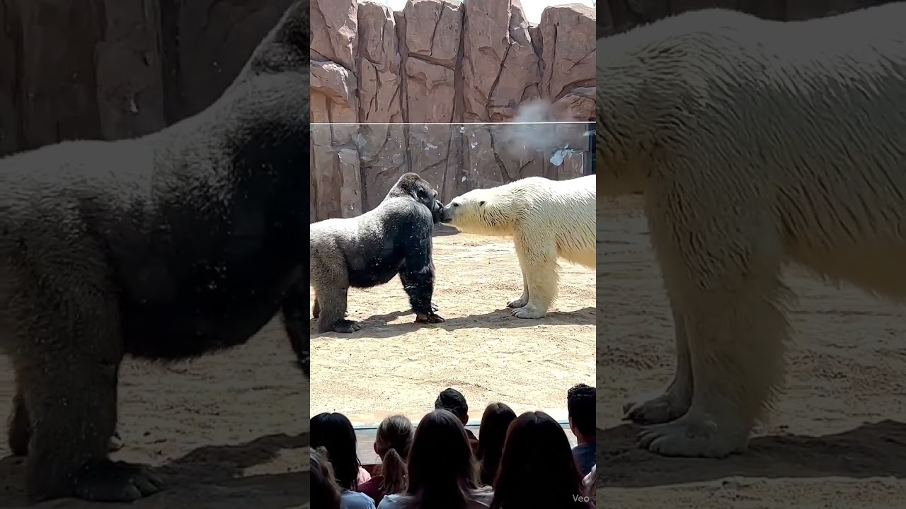 Горилла-самец против белого медведя: хладнокровное скрещивание с необузданной яростью