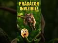 Prădătorul invizibil care vânează lemuri în copaci – fosa din Madagascar