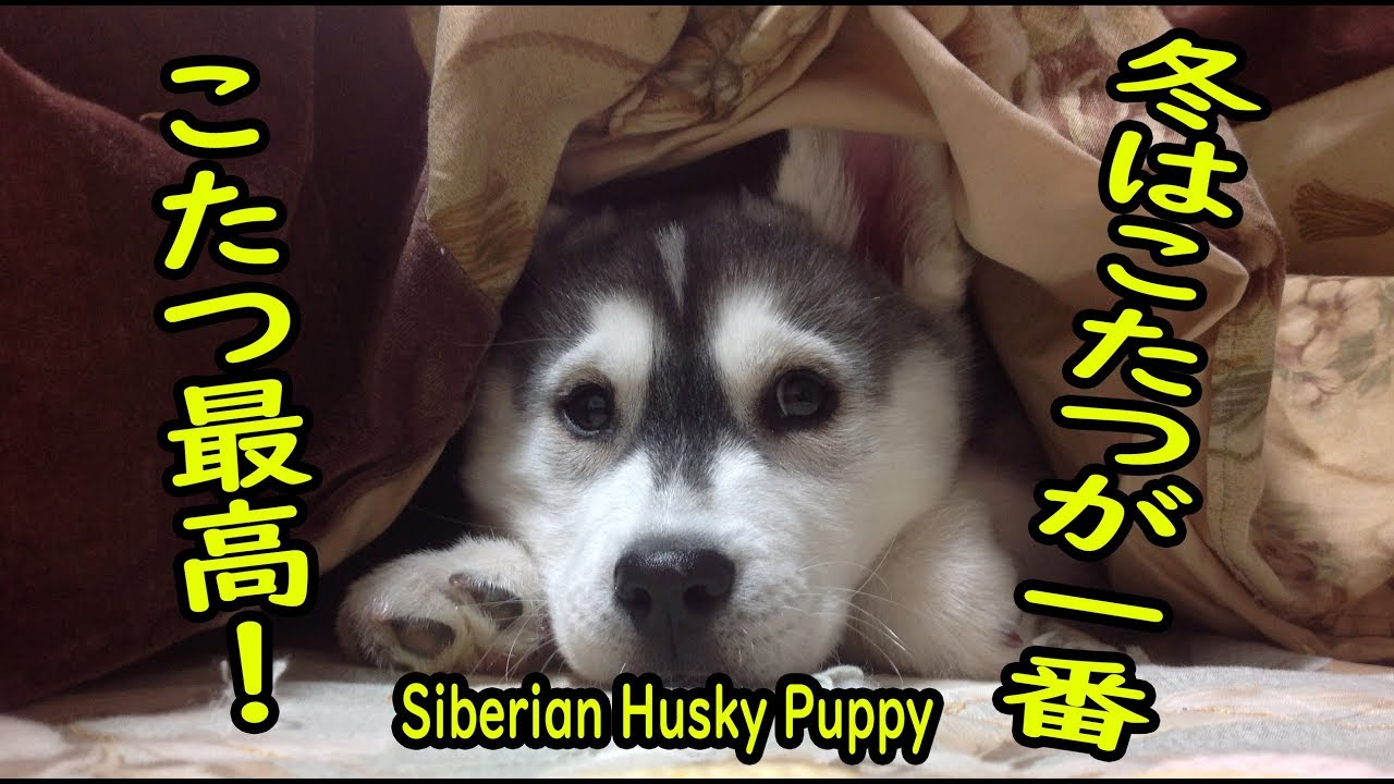こたつでくつろぐシベリアンハスキーの子犬 Siberian Husky Puppy