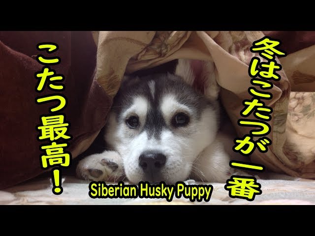 ☆すたすく様☆ふわふわベビーハスキーちゃん☆milkcocoa☆ こたつでくつろぐシベリアンハスキーの子犬 Siberian Husky Puppy
