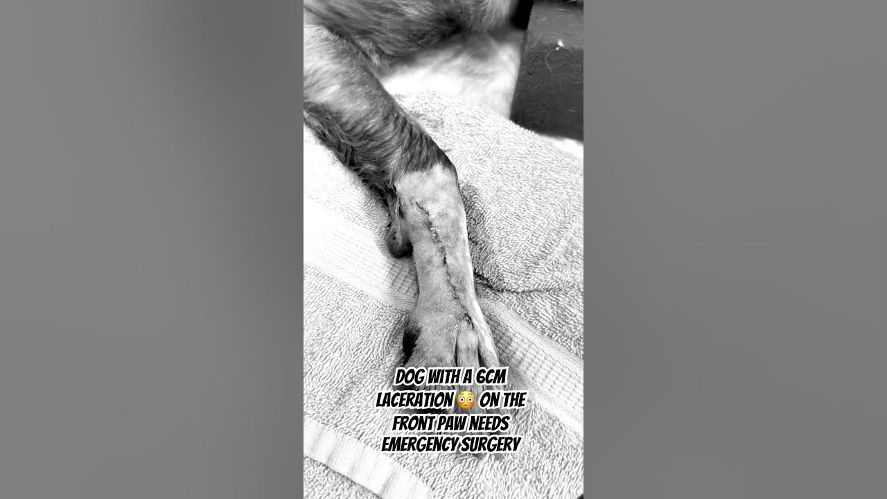 dog-has-a-6cm-laceration-on-his-paw-veterinary-fyp-dog-dogshorts