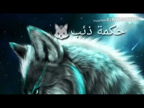 حكمة الذئب عن الخيانه لايك لاستمر بلقناة