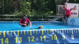 Corgi Dock Diving