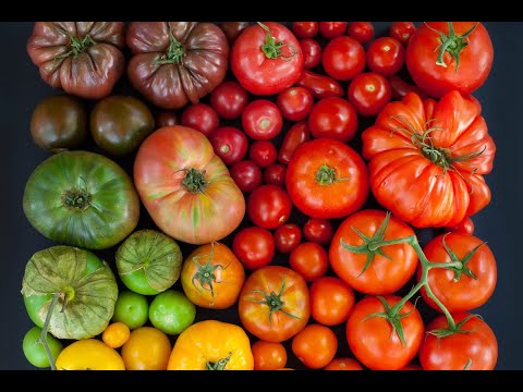Video: The best varieties of tomatoes. Tomato de barao red