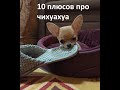 10 плюсов про чихуахуа. Плюсы и минусы