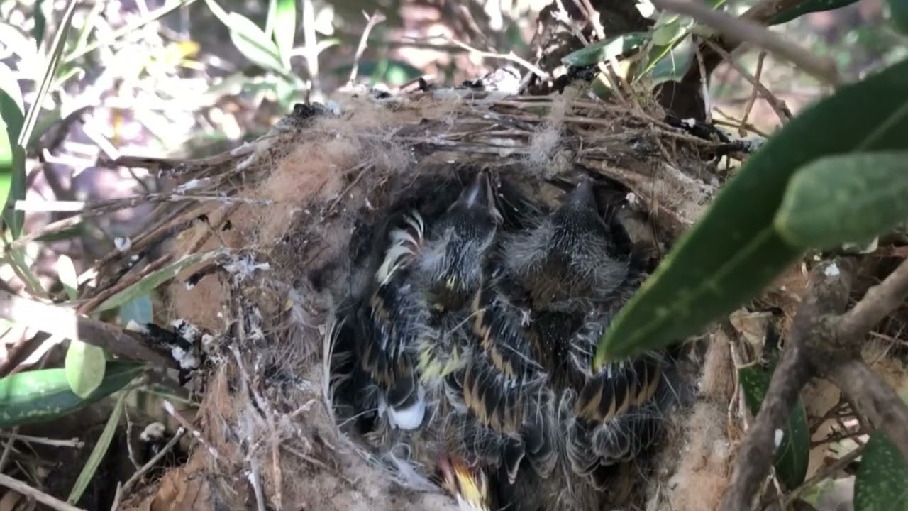 @Alkbida@اول تجربة في العالم على طائر الكناري