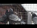 Свердловские высоколетные голуби в Москве. Sverdlovskie highfliers pigeons in Moscow +79255022509