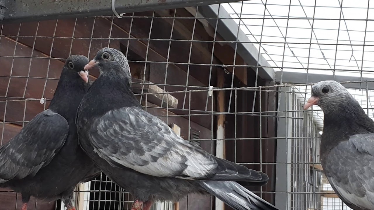 Свердловские высоколетные голуби в Москве. Sverdlovskie highfliers pigeons in Moscow +79255022509