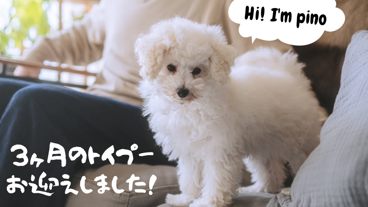 生後3ヶ月｜超わんぱく！白トイプードルがやってきた！｜お迎え当日