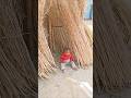 अपने ही सौतेली मां ने किया कुछ अनोखा 😭🙏#viralvideo #youtubeshorts #ytviral