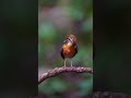 Orange headed Thrush Goa/ birds of Western ghats. Goa.
