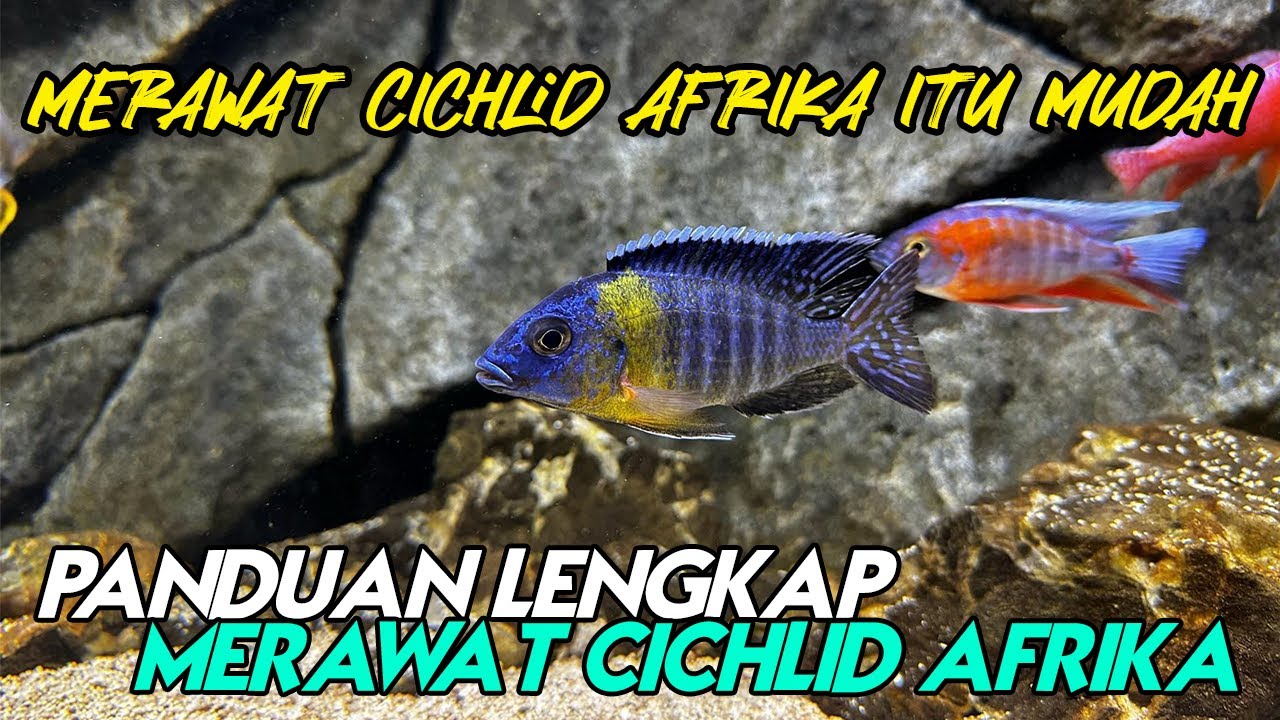 Panduan Pemeliharaan Cichlid Afrika (Malawi & Tanganyika)