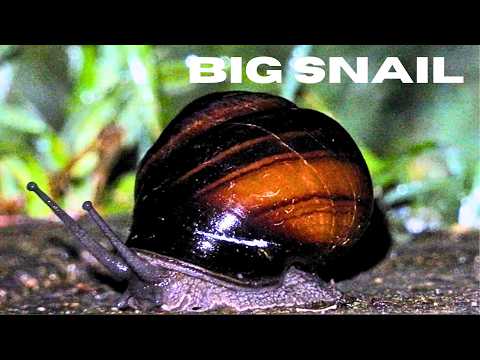 Giant Snail Eye Tentacles Expanding and Contracting at 500 Percent Speed