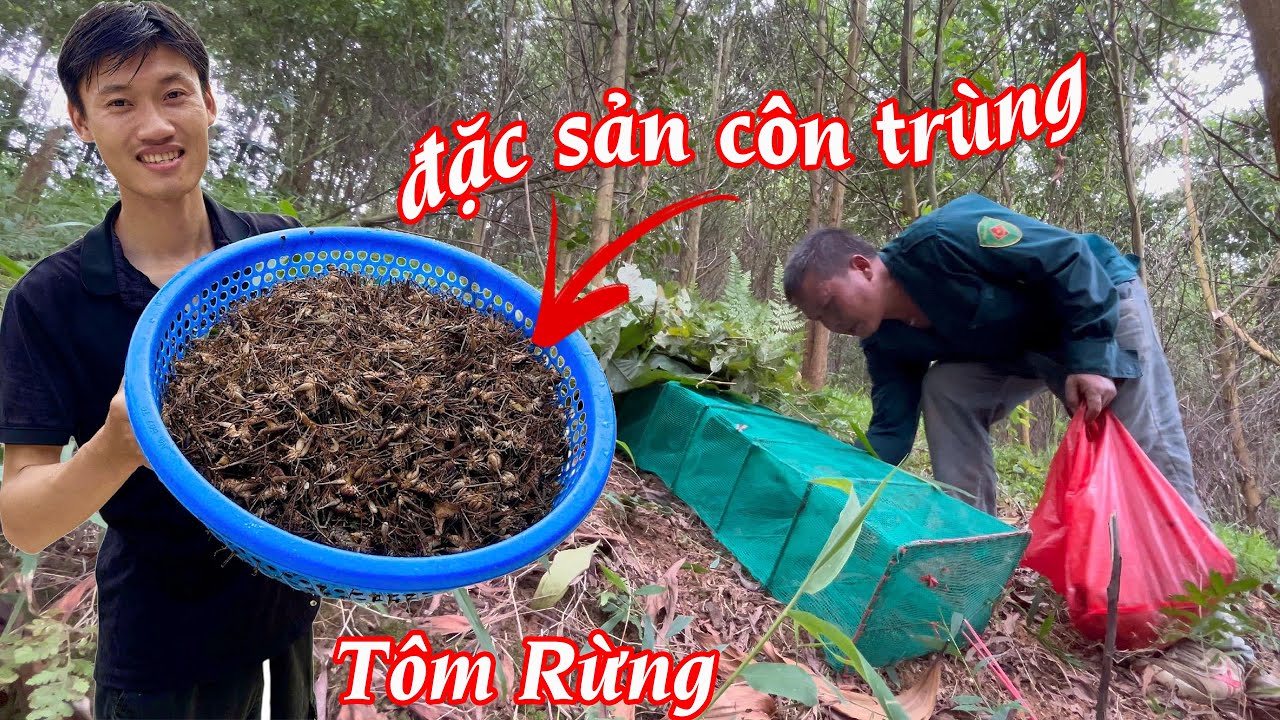 MÙA TÔM RỪNG TRÊN MIỀN NÚI | MỘT NGÀY THU HOẠCH LỚN - Bùi Văn Trọng