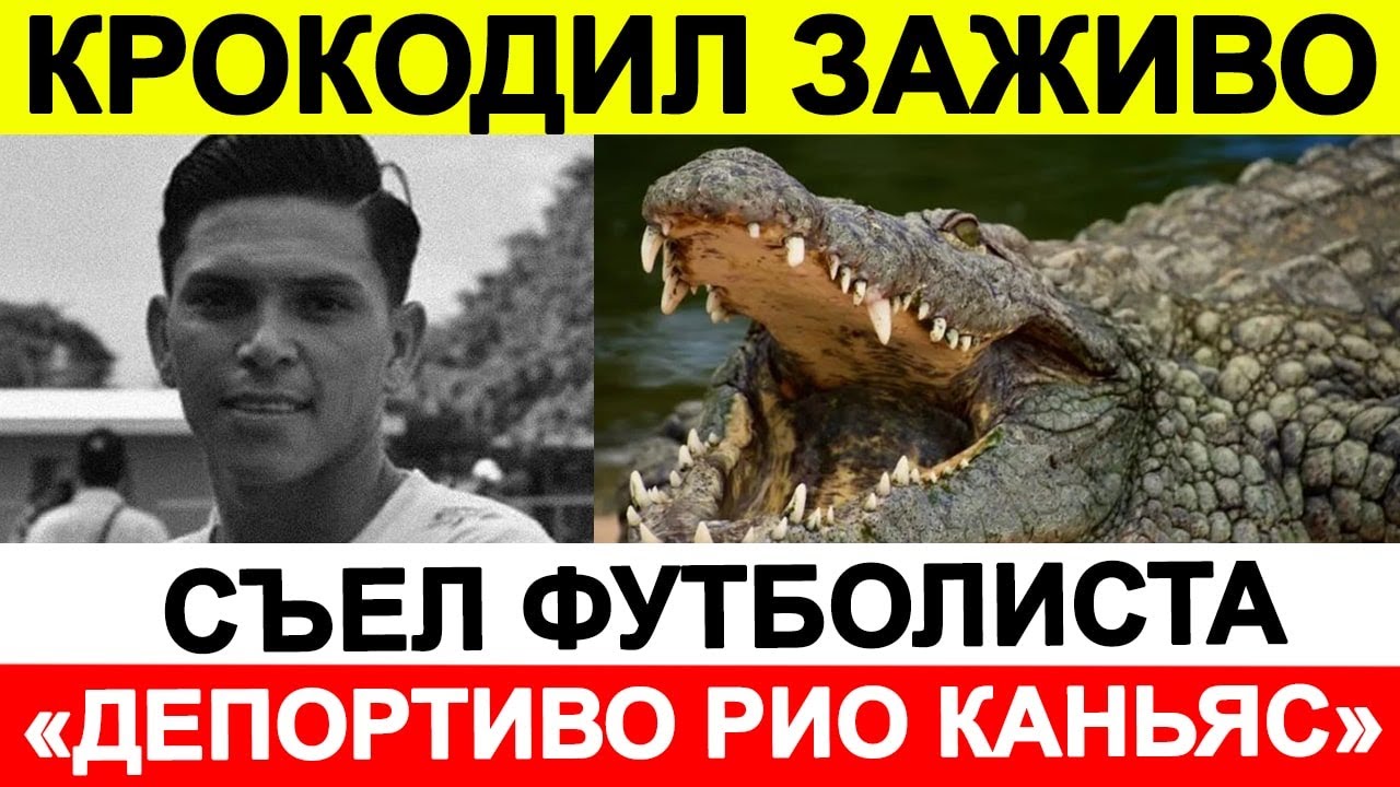 Игрок поедающий сталь 35. Крокодил съел футболиста. Крокодил съел футболиста видео.