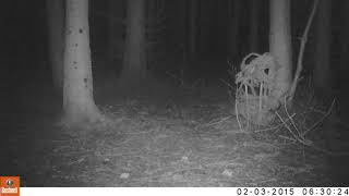 4 reetjes - 4 roe deer