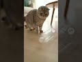 The bottle rolled back… and he pretended nothing happened 🐱🍼😐