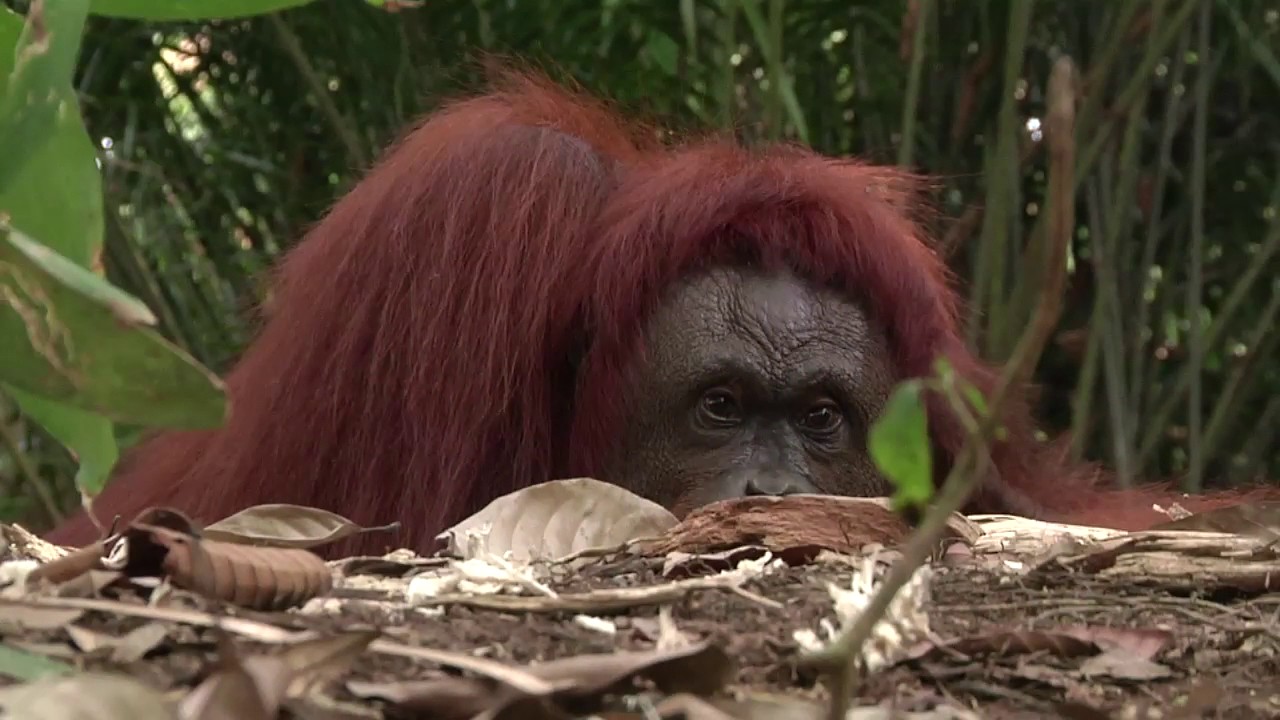 ORANG UTAN ISLAND DOCU - 5MIN SNEAK