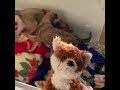 Puppies from a ditch in Texas - what does a fox say - Paws and Tails Sanctuary Animal Rescue Inc