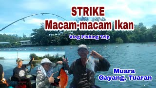 Strike Ikan Cermin dan Ketambak Trip Memancing Muara Gayang