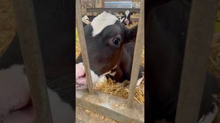 Baby Cows Song for Kids 🐄 #cows #animals #farm #babyanimals #toddlersongs #kidsmusic #childrens