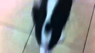 London Leaves Dog Kennel