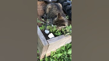 Tygar destroying catnip plant