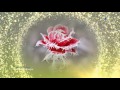 Anne Trenning  - Lo How The Rose E&#39;re Blooming