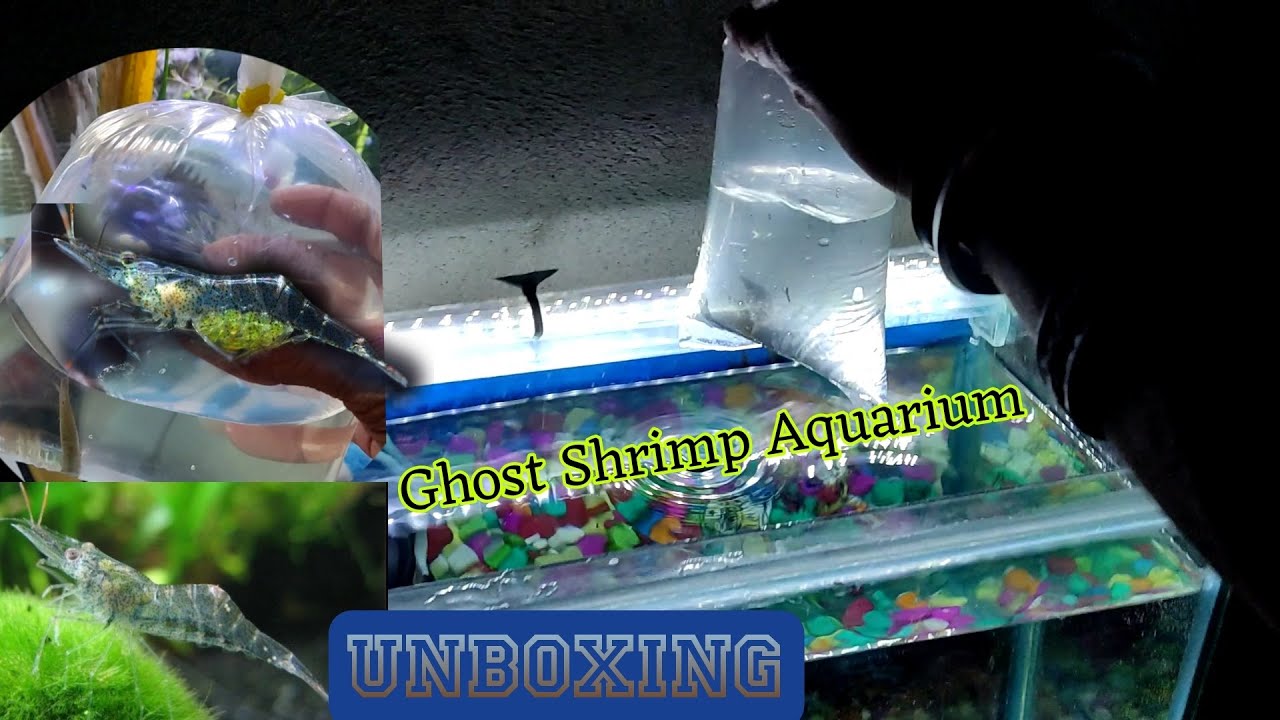 Unboxing New Exotic Ghost shrimp For my Aquarium|| only aquarium 🤩🥰😘
