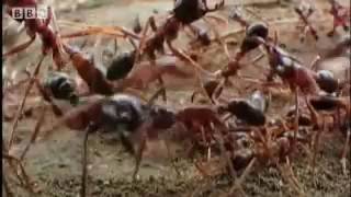 BBC: Жизнь в микромире | Life in the Undergrowth | Трейлер | 2005 BBC: Жизнь в микромире | Life in the Undergrowth | Трейлер | 2005