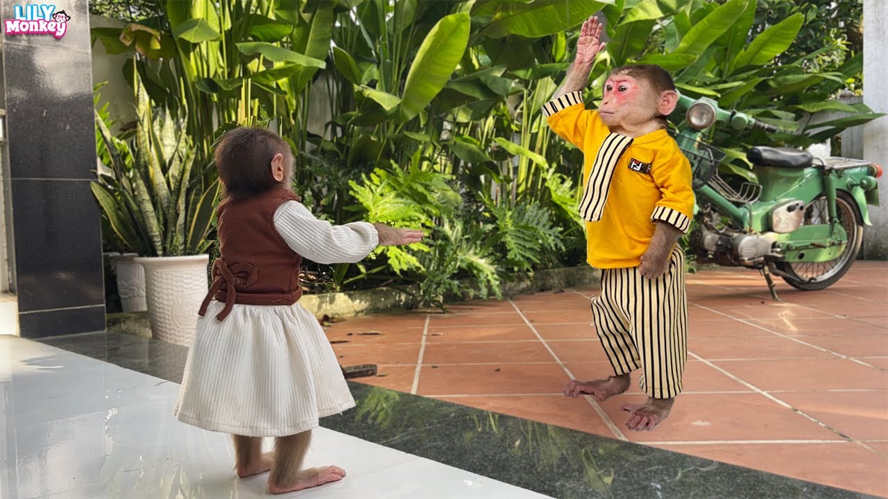 Monkey Lily or BiBi who is smarter?