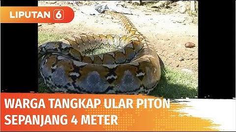 Ular Piton Sepanjang 4 Meter Ini Diduga Telah Memangsa Ternak Milik Warga | Liputan 6