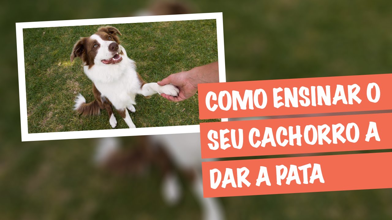Como Saber Se Meu Cachorro Quebrou A Pata
