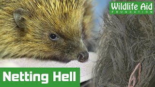 Hedgehog trapped for 12 hours!