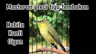 Masteran pleci tembakan nobita kunti cigun#masteranpleci #masteranburung #pleci