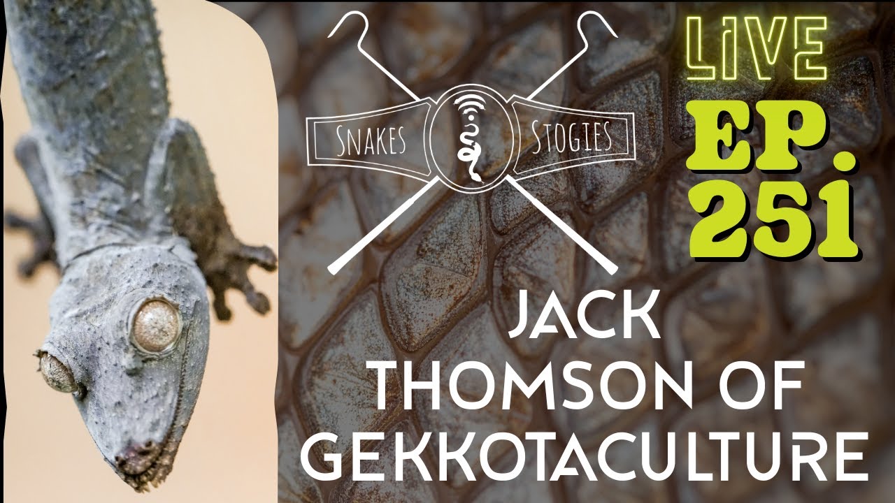 Jack Thomson of Gekkotaculture | Snakes & Stogies Ep. 251