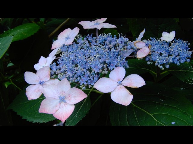 アジサイ/Hydrangea macrophylla 04_260606_ガイコツ山ほか - YouTube