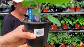 Buying Plants