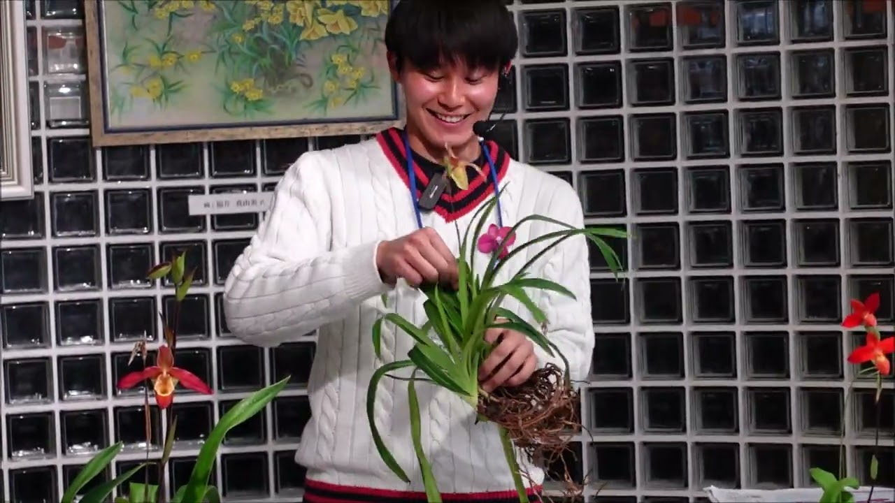 Phragmipedium cultivation workshop - YouTube
