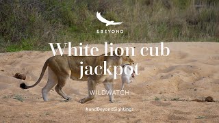 White lion cub jackpot | andBeyond Ngala | WILDwatch